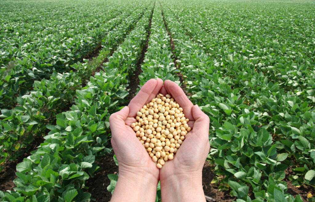 Tempeh today - Sustainable soy beans